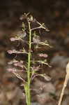 Brown widelip orchid <BR>Lily-leaf twayblade